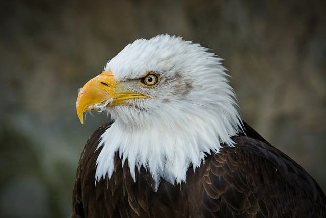 Free download eagle bird bald eagle birds of prey free picture to be edited with GIMP free online image editor