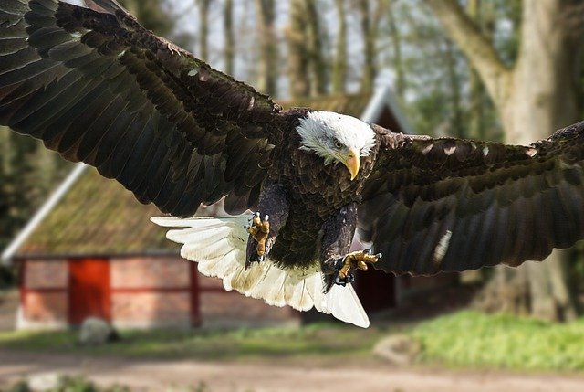 Free download Eagle Bird Of Prey White Tailed -  free free photo or picture to be edited with GIMP online image editor