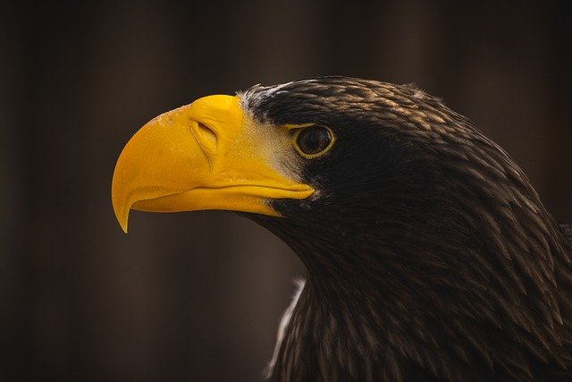 Free download eagle bird perched animal feathers free picture to be edited with GIMP free online image editor