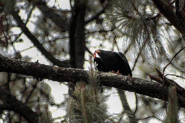 Free download eagle bird predator forest animal free picture to be edited with GIMP free online image editor