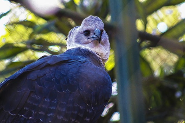 Free download eagle bird prey america free picture to be edited with GIMP free online image editor