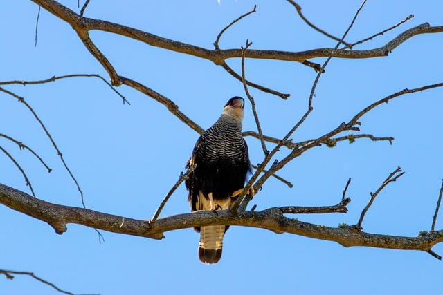 Free download eagle bird raptor rapacious free picture to be edited with GIMP free online image editor