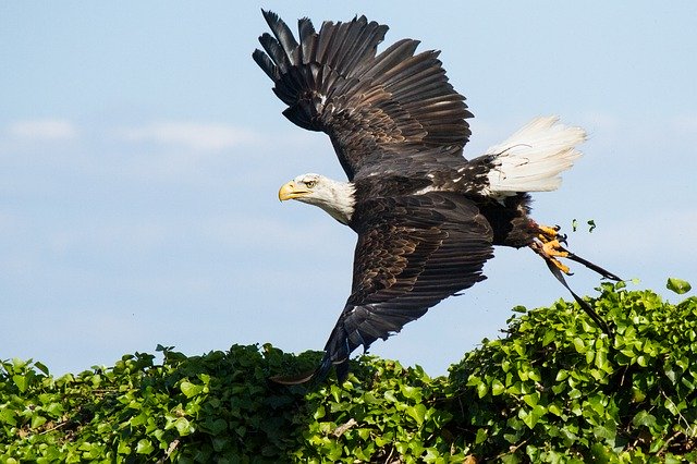 Free download Eagle Bird Wings -  free photo or picture to be edited with GIMP online image editor