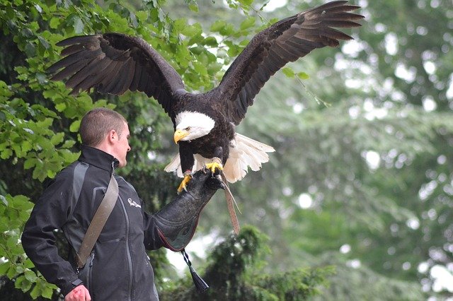 Безкоштовно завантажте Eagle Flight Raptor - безкоштовну фотографію чи зображення для редагування за допомогою онлайн-редактора зображень GIMP