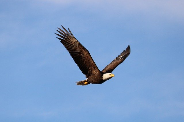 Free download Eagle Vancouver Island Bird West -  free photo or picture to be edited with GIMP online image editor