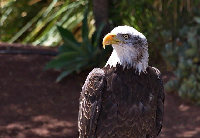 Libreng download Eagle White-Tailed Bird - libreng larawan o larawan na ie-edit gamit ang GIMP online na editor ng imahe