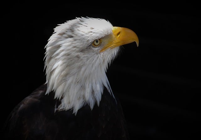 Free download eagle white tailed eagle raptor free picture to be edited with GIMP free online image editor