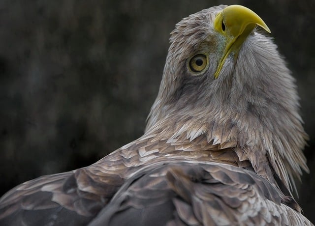 Free download eagle white tailed sea eagle free picture to be edited with GIMP free online image editor