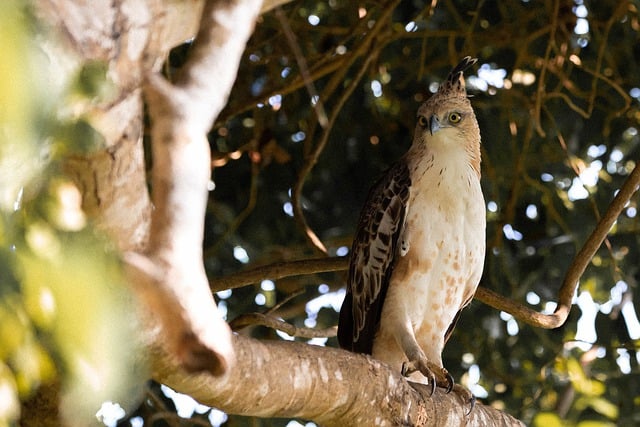 Free download eagle wildlife ornithology species free picture to be edited with GIMP free online image editor