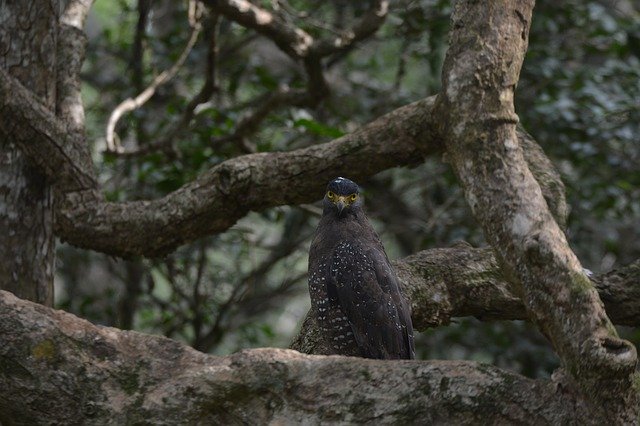 Free download Eagle Wildlife Outdoor -  free photo or picture to be edited with GIMP online image editor