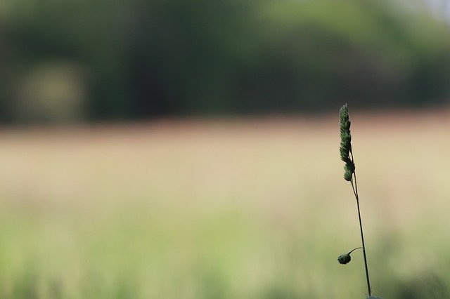 Free download Ear Landscape Nature -  free photo or picture to be edited with GIMP online image editor