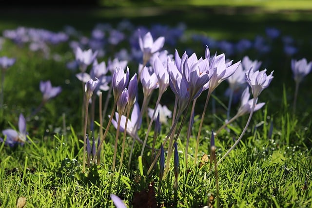 Free download early crocus autumn flowers free picture to be edited with GIMP free online image editor