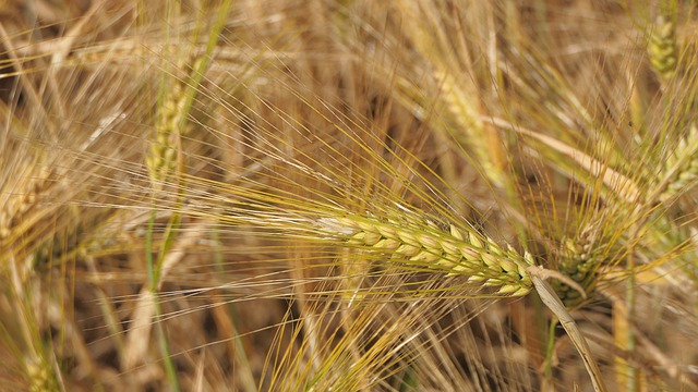 Free download ears barley field agriculture free picture to be edited with GIMP free online image editor