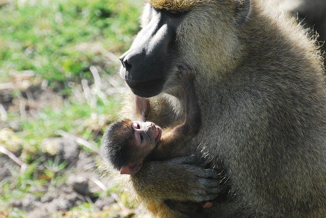 Free download Earth Hour Baboon Playful -  free photo or picture to be edited with GIMP online image editor