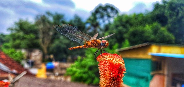 Free download Earth Hour Dragonfly Damselfly -  free photo or picture to be edited with GIMP online image editor