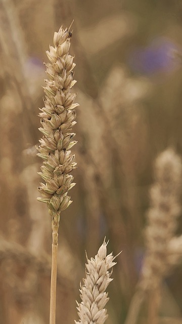 Free download ear wheat on the ground agriculture free picture to be edited with GIMP free online image editor