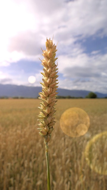 Free download ear wheat sun cloud cereal free picture to be edited with GIMP free online image editor