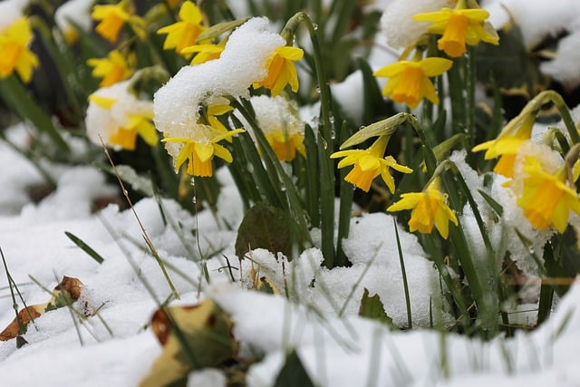 Free download easter bells daffodils snow spring free picture to be edited with GIMP free online image editor