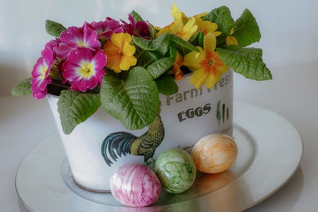 Free download Easter Egg Primroses -  free photo or picture to be edited with GIMP online image editor