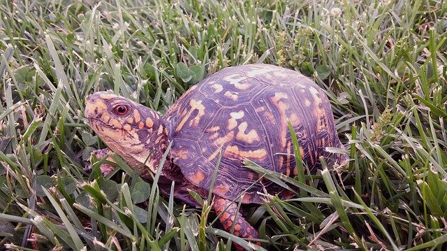 Free download Eastern Box Turtle -  free illustration to be edited with GIMP free online image editor