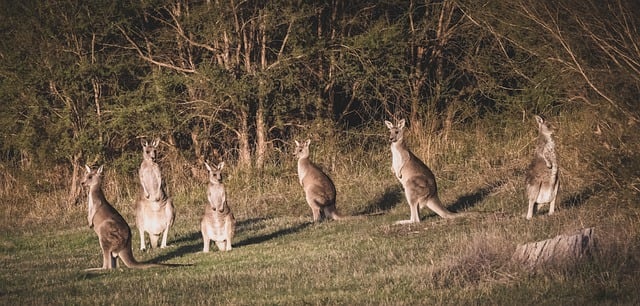 Free download eastern grey kangaroos kangaroos free picture to be edited with GIMP free online image editor