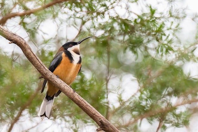 Free download eastern spinebill bird animal free picture to be edited with GIMP free online image editor