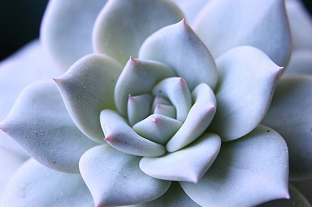 Free download Echeveria Juicy Ornamental -  free photo or picture to be edited with GIMP online image editor