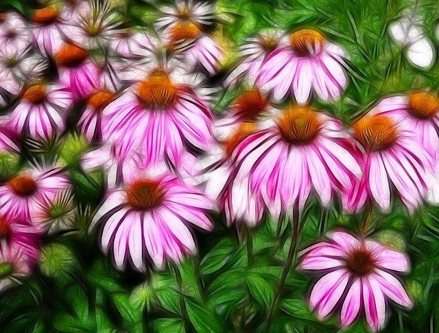 免费下载 Echinacea Coneflower Decorative - 使用 GIMP 免费在线图像编辑器编辑的免费插图