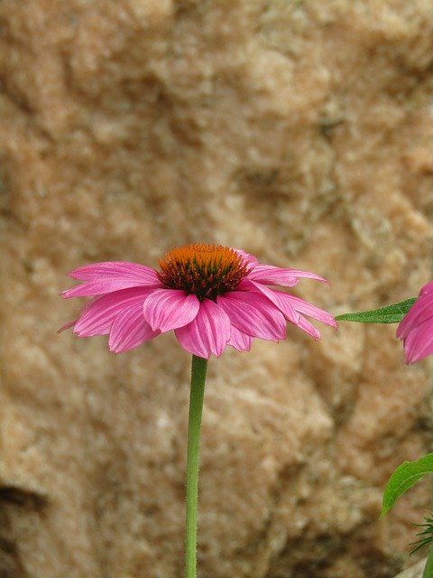 Free download Echinacea Coneflower Translucent -  free photo or picture to be edited with GIMP online image editor