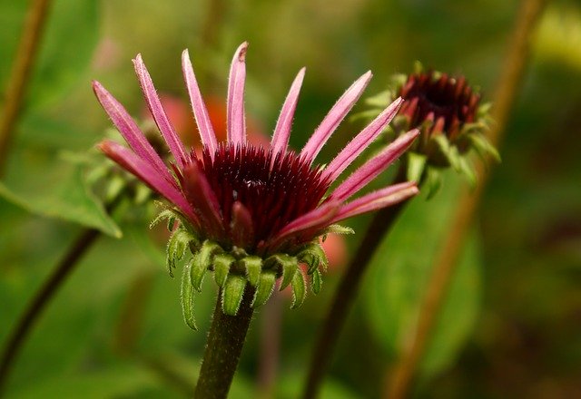 Free download Echinacea Garden Detail -  free photo or picture to be edited with GIMP online image editor