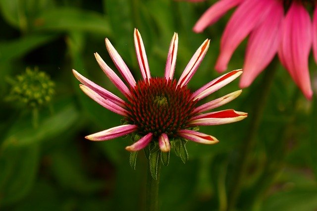 Free download Echinacea Purpurea Perennial -  free photo or picture to be edited with GIMP online image editor