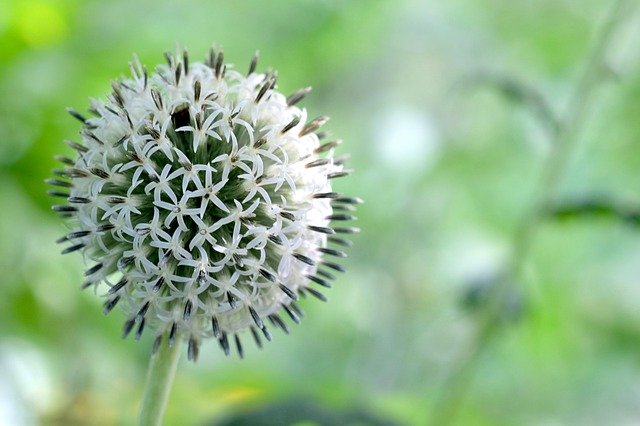 Free download Echinops Globe Thistle White -  free photo or picture to be edited with GIMP online image editor