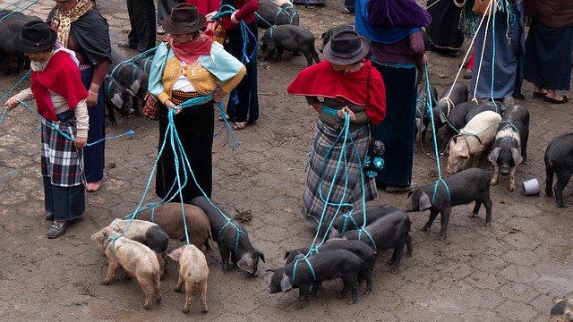 Free download Ecuador Guamote Animal Market -  free photo or picture to be edited with GIMP online image editor