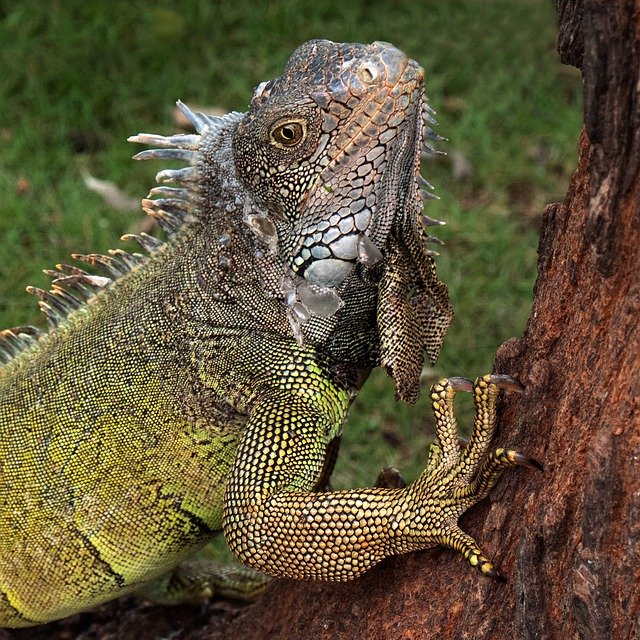 Ecuador Iguana Reptile