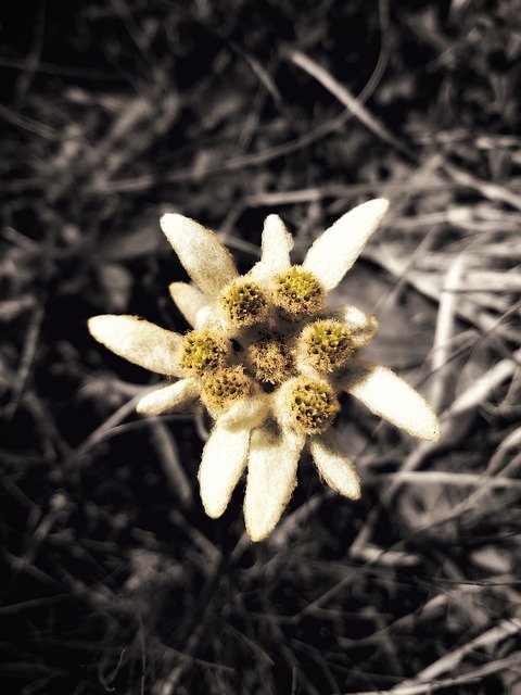 Free download Edelweiss Flower Mountain -  free photo or picture to be edited with GIMP online image editor