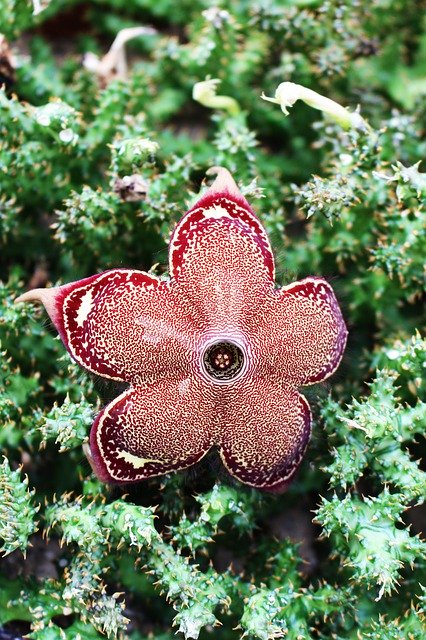 Free download Edithcolea Flower -  free photo or picture to be edited with GIMP online image editor
