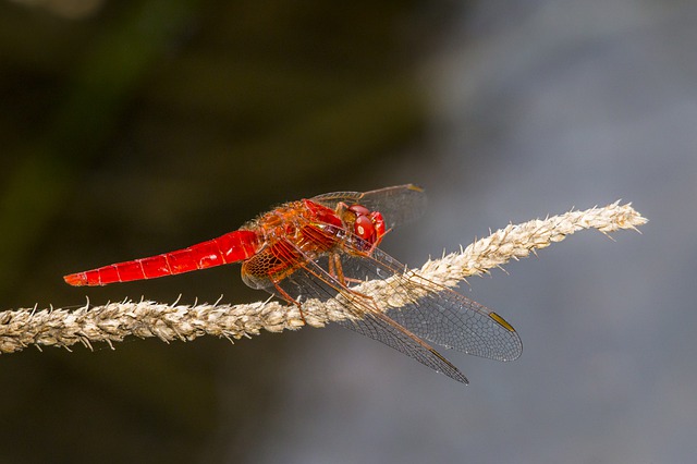 Free download ed veined darter free picture to be edited with GIMP free online image editor