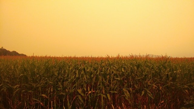 Free download Eerie Cornfield Farm -  free photo or picture to be edited with GIMP online image editor