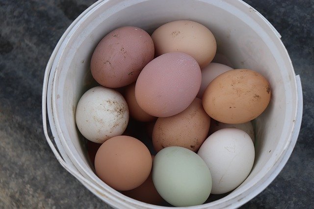 Free download Egg Collection Of Nest Box Eggs -  free photo or picture to be edited with GIMP online image editor