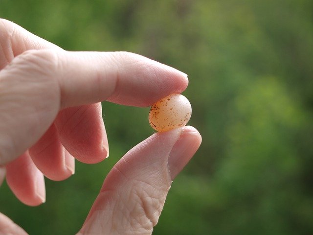 Free download Egg Nest Nature BirdS -  free photo or picture to be edited with GIMP online image editor