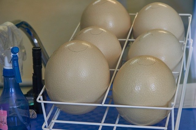 Free download Egg Ostrich Eggs Incubator -  free photo or picture to be edited with GIMP online image editor