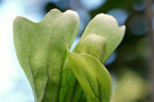 Free download eggplant plant leaves nature free picture to be edited with GIMP free online image editor