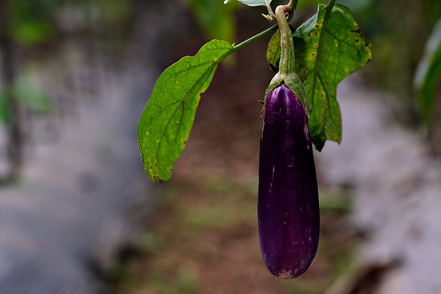 Free download eggplant vegetable edible food free picture to be edited with GIMP free online image editor