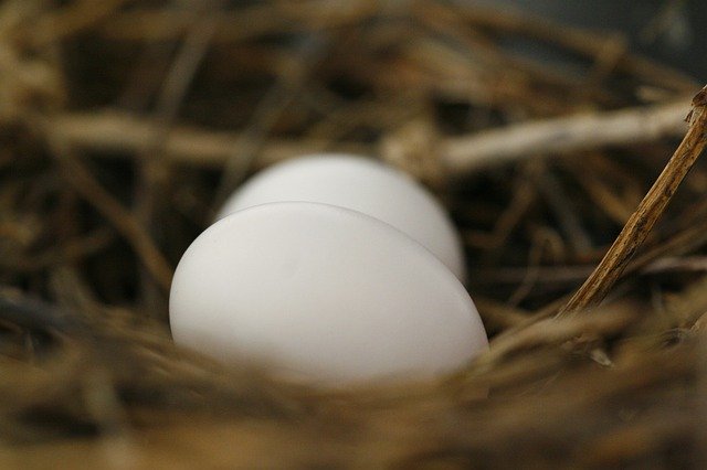 Free download Eggs Nest Spring -  free photo or picture to be edited with GIMP online image editor