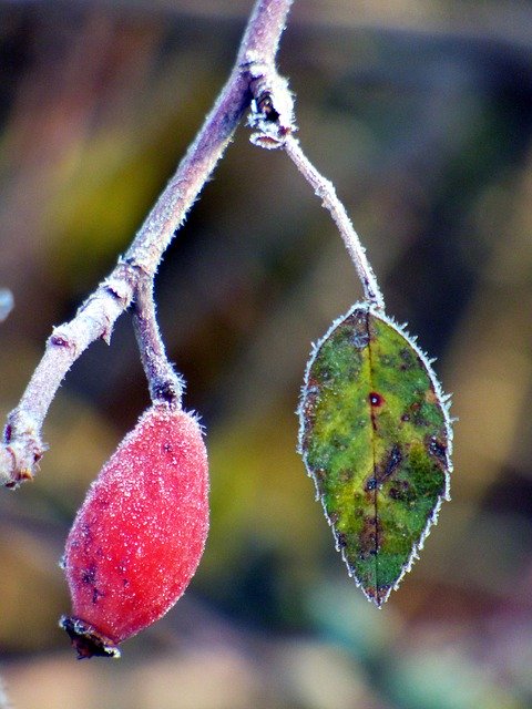 Free download Eglantine Leaf Nature -  free photo or picture to be edited with GIMP online image editor