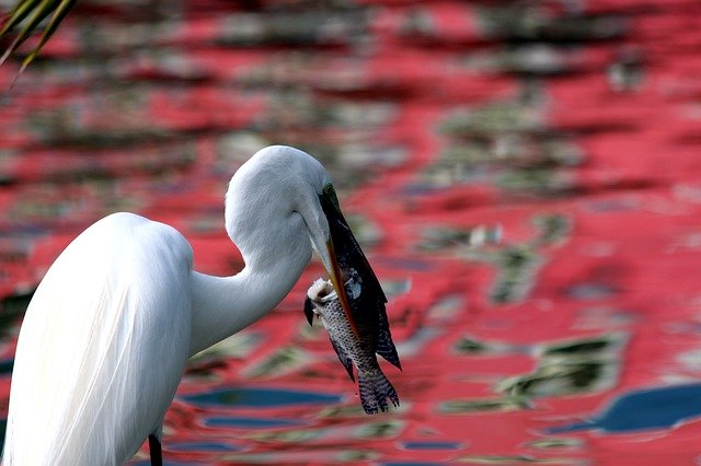 Free download egret ardea alba heron ankles bird free picture to be edited with GIMP free online image editor