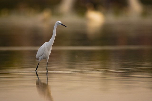 Free download egret bird animal heron nature free picture to be edited with GIMP free online image editor
