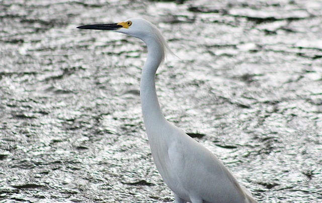 Free download egret bird animal wings outdoors free picture to be edited with GIMP free online image editor