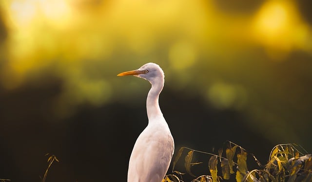 Free download egret bird beak animal wildlife free picture to be edited with GIMP free online image editor