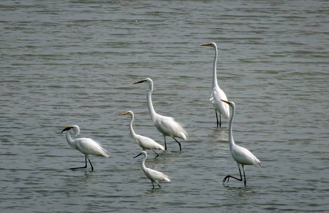 Free download Egret Bird Flock Great -  free photo or picture to be edited with GIMP online image editor